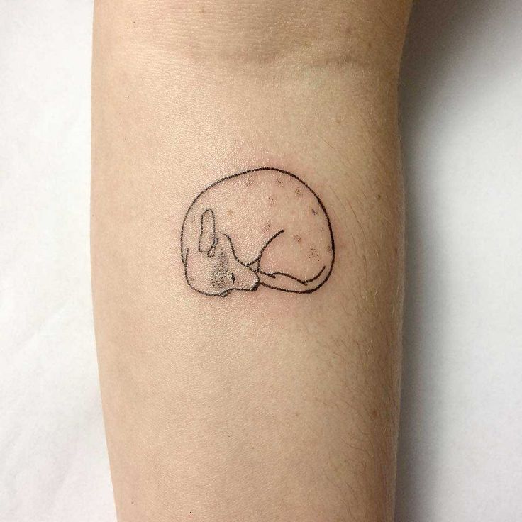 Lovely curled-up dog tattoo - Tattoogrid.net