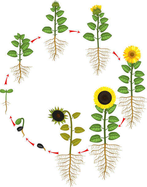 Sunflower Life Cycle Growth Stages From Seed To Flowering And ...