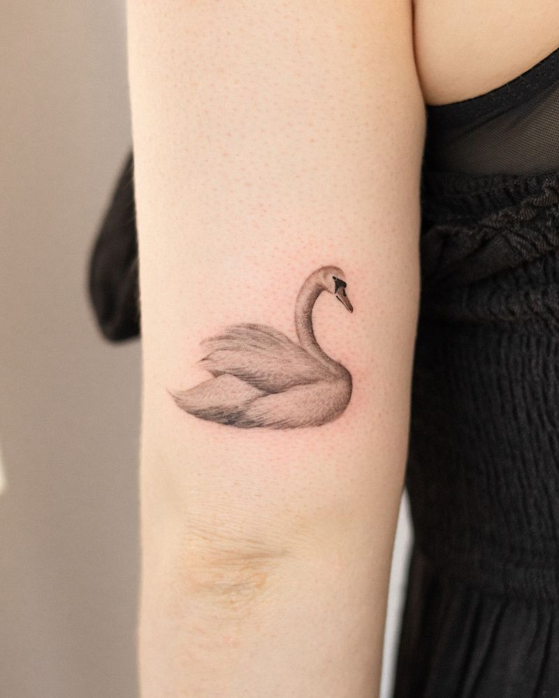 Swan