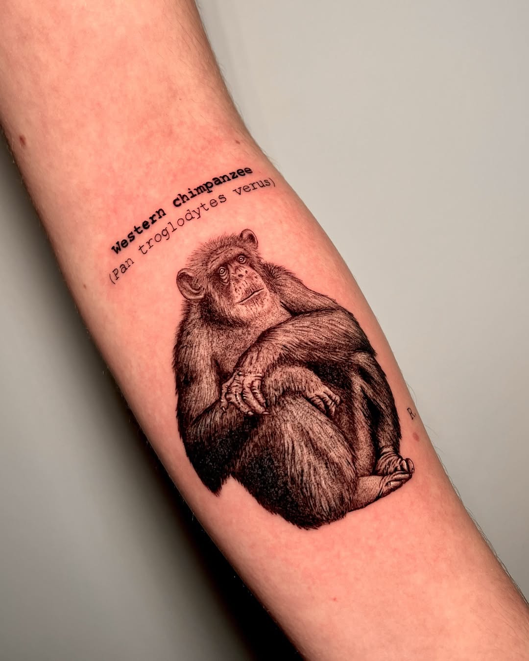 Realistic Chimpanzee Tattoo with Text