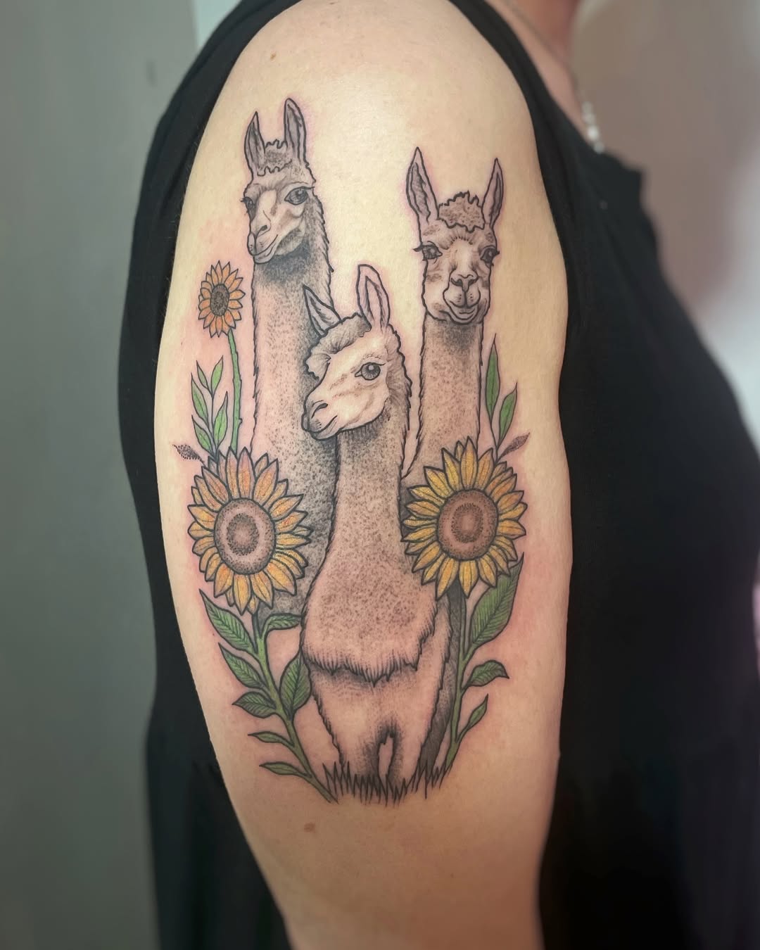 Charming trio of llamas with sunflowers