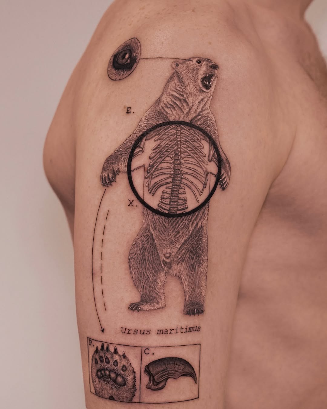 Intricate bear tattoo highlighting anatomy features